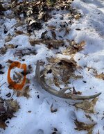 IMG_7308.jpeg