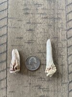 IMG_7431.jpeg