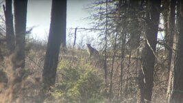 IMG_0961.jpeg