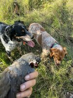IMG_3033.jpeg
