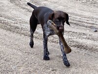 IMG_2367.jpeg