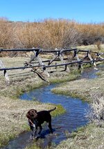 IMG_2230.jpeg
