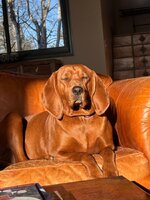 IMG_0915.jpeg