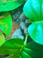 IMG_9996.jpeg