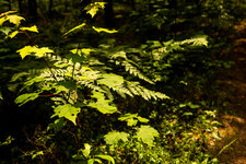 IMG_1157.jpeg