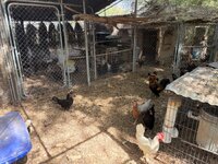 IMG_1004.jpeg