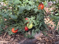 IMG_1005.jpeg
