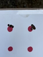IMG_7140.jpeg