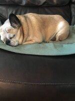 IMG_3988.jpeg