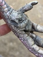 IMG_0312.jpeg
