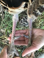 IMG_0335.jpeg