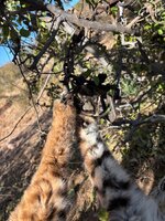 IMG_2427.jpeg