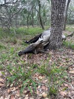 B190E7E4-E330-40D7-AE0A-4DA698948CA5.jpeg