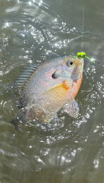 IMG_1964.jpeg