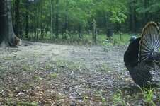 IMG_1396.jpeg