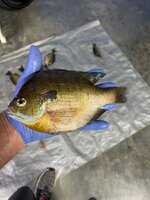 IMG_7548.jpeg