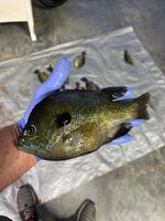 IMG_7549.jpeg