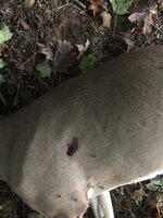 IMG_8356.jpeg