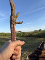 IMG_0506.jpeg