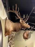 IMG_4101.jpeg