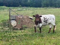 IMG_1105.jpeg