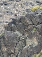 IMG_5697.jpeg
