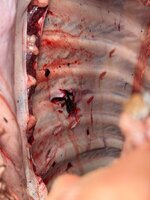 IMG_6803.jpeg