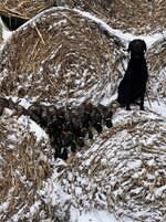 banks hay bales.jpg