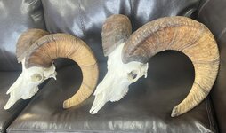 IMG_3859.jpeg
