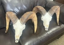 IMG_3860.jpeg