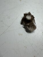 IMG_5680.jpeg