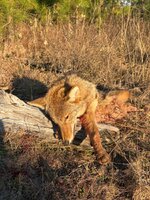 IMG_5908.jpeg