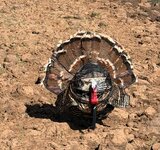 IMG_3337.jpeg