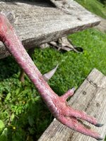 IMG_3333.jpeg