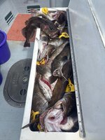 IMG_2212.jpeg