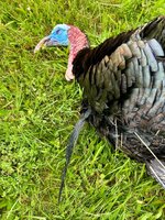 IMG_3092.jpeg