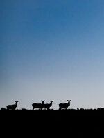 LK-5022227-3.jpg