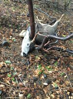 2015 muley buck 3x4 (2).jpg
