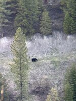 Bear 1.jpeg