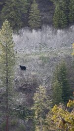 Bear 2.jpg