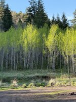 IMG_5171.jpeg