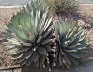 20260306_agaves.jpg