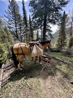 IMG_4775.jpeg