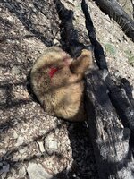 IMG_1424.jpeg