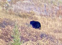 IMG_7361.jpeg