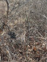 IMG_2367.jpeg