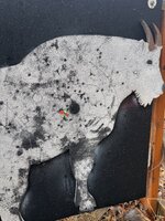 IMG_3698.jpeg