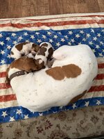 IMG_4297.jpeg