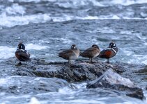 IMG_7445.jpeg