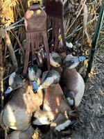 IMG_1236.jpeg
